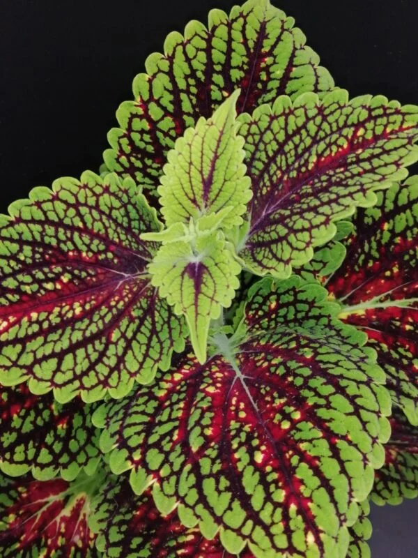 Coleus Spacecake, pianta per orto e cucina