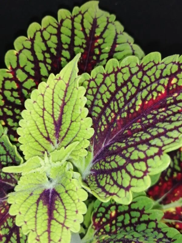 Coleus Spacecake, foto 2