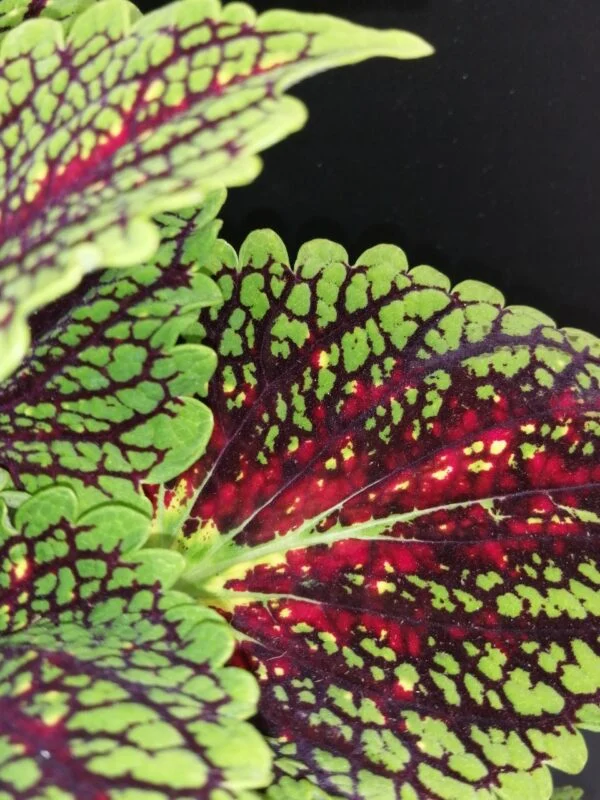 Coleus Spacecake, foto 3