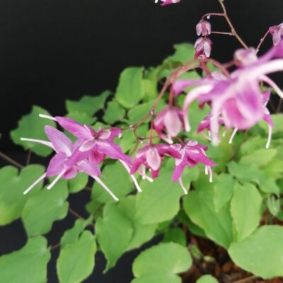 Epimedium grandiflorum Lilafee