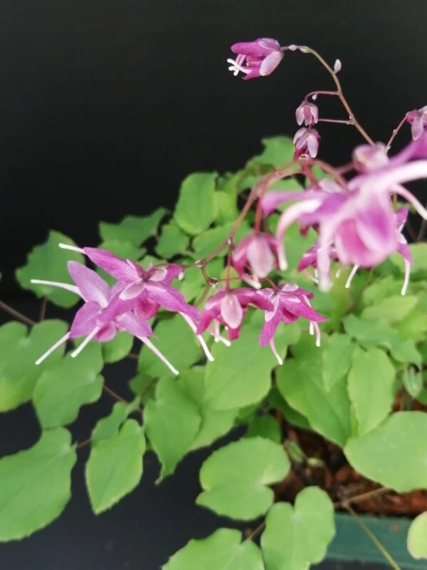 Epimedium grandiflorum Lilafee, pianta da esterno