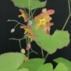 Epimedium x warleyense, pianta da esterno