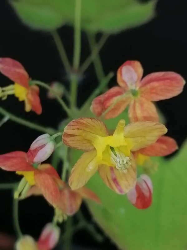 Epimedium x warleyense, foto 2