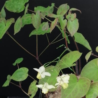 Epimedium versicolor Sulphureum