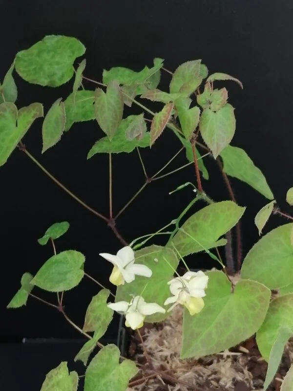 Epimedium versicolor Sulphureum, pianta da esterno