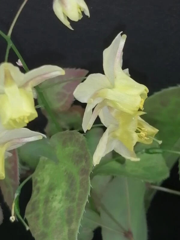 Epimedium versicolor Sulphureum, foto 2