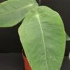 Anthurium peltigerum, pianta da interno