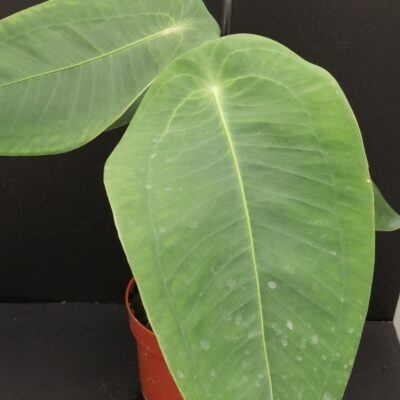 Anthurium peltigerum