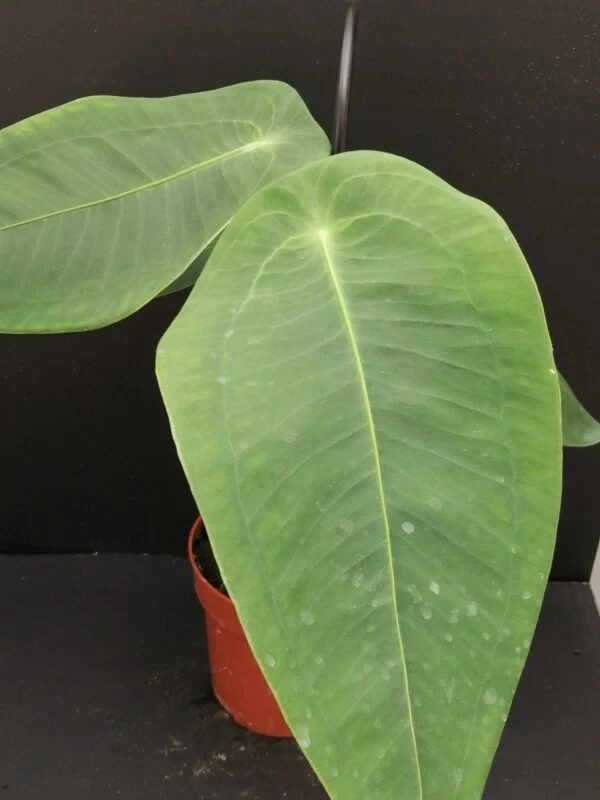 Anthurium peltigerum, pianta da interno