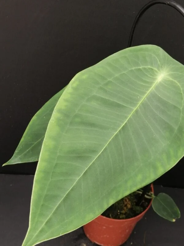 Anthurium peltigerum, foto 2