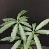 Anthurium polyschistum, pianta da interno