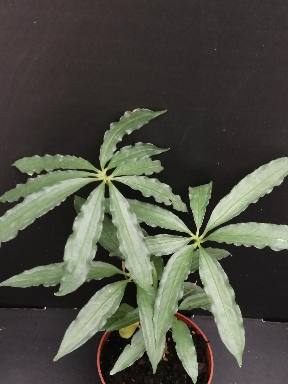 Anthurium polyschistum