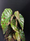 Begonia Pink Dottie