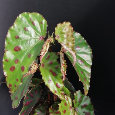 Begonia Pink Dottie