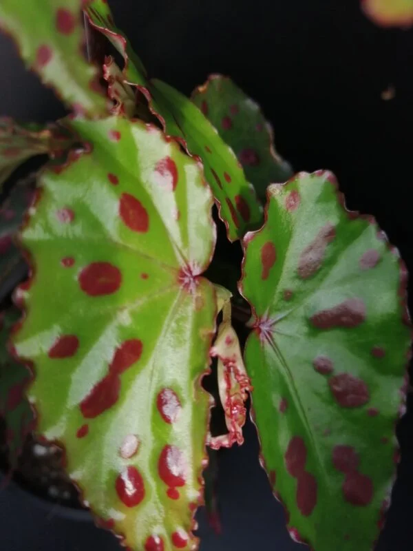 Begonia Pink Dottie, foto 2