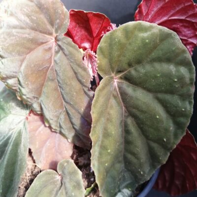 Begonia Black Cat