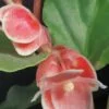 Begonia limmingheiana, pianta da interno