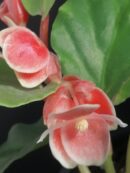 Begonia limmingheiana