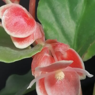 Begonia limmingheiana