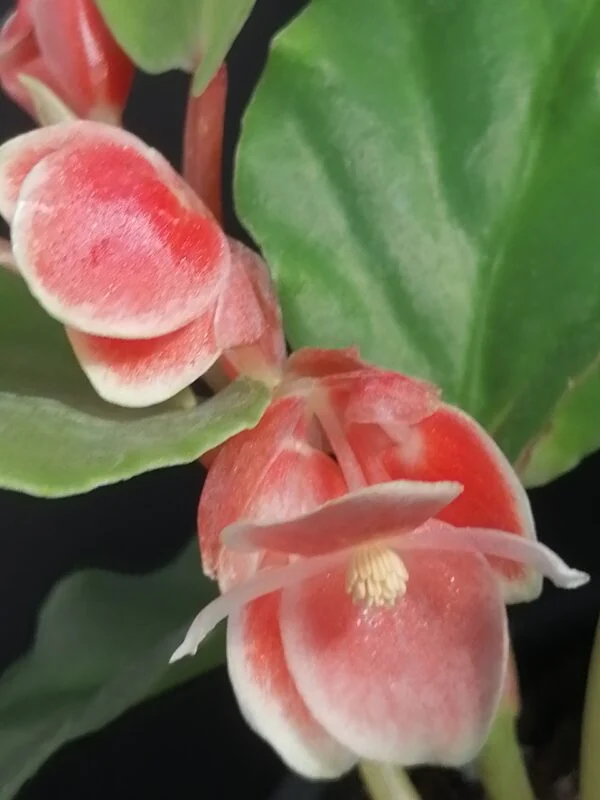 Begonia limmingheiana, pianta da interno