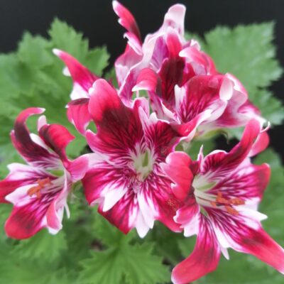 Pelargonium New Gipsy