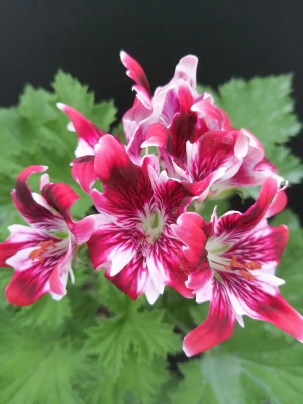 Pelargonium New Gipsy, pianta da esterno