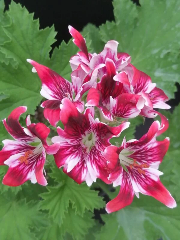 Pelargonium New Gipsy, foto 3