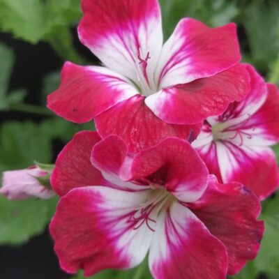 Pelargonium Garden Suffolk