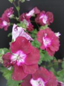 Pelargonium Merlot