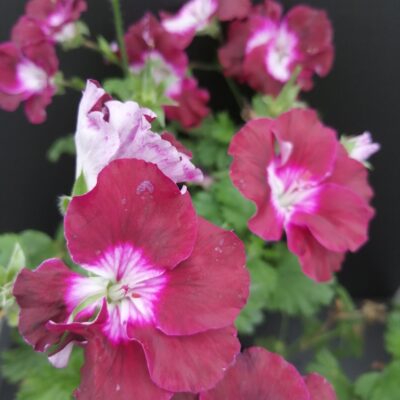 Pelargonium Merlot