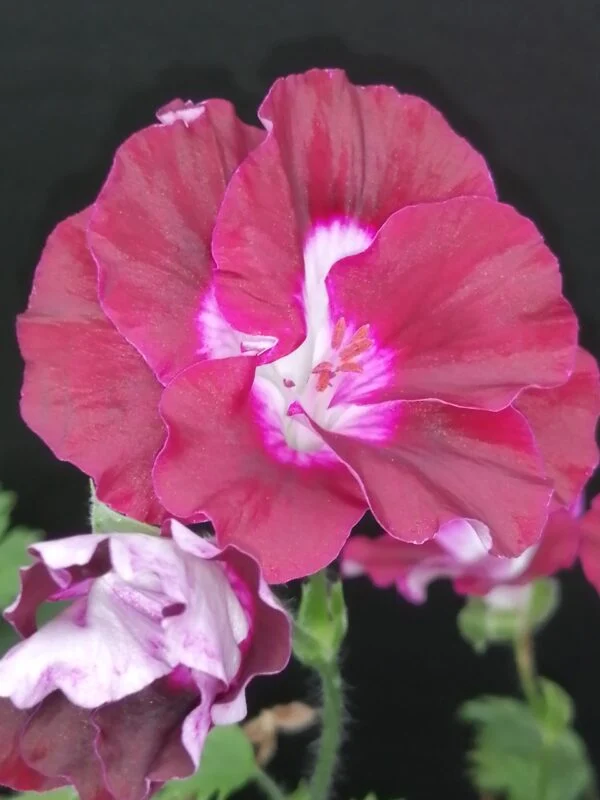 Pelargonium Merlot, foto 2