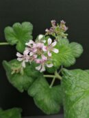 Pelargonium australe
