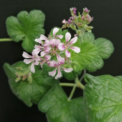 Pelargonium australe