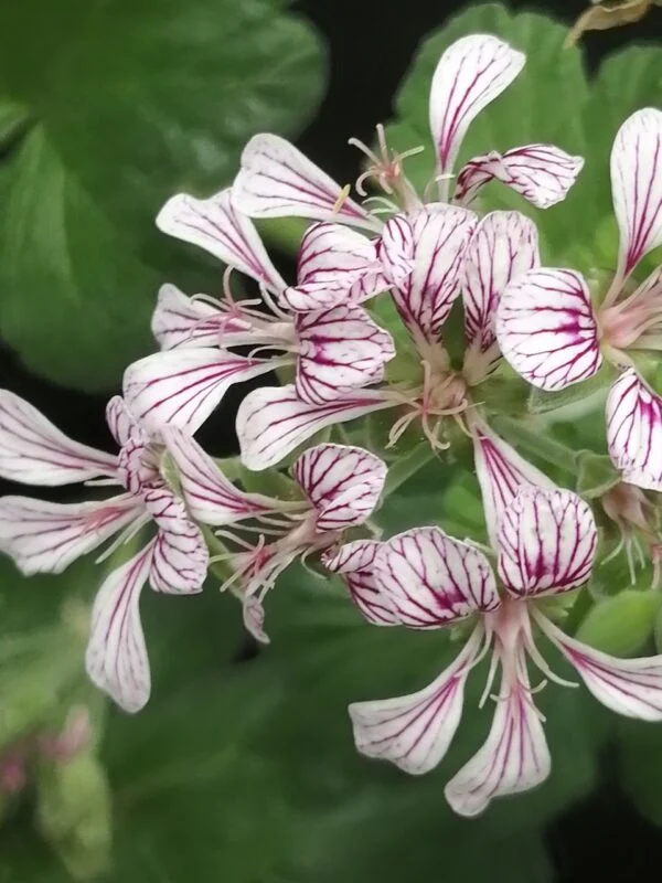 Pelargonium australe, foto 2