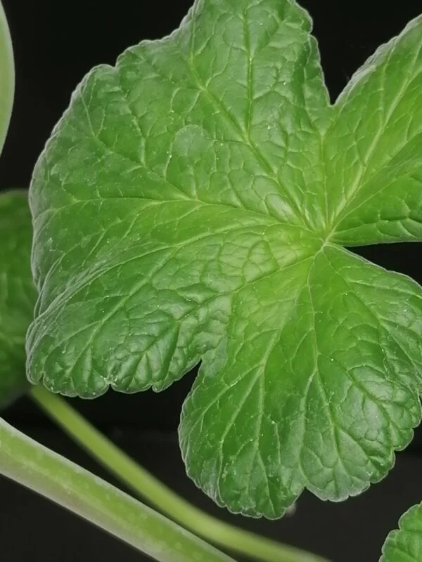 Pelargonium australe, foto 3