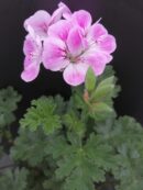 Pelargonium Mme Nonin