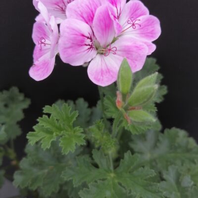 Pelargonium Mme Nonin