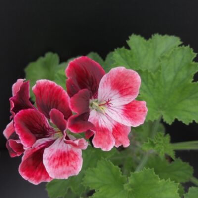 Pelargonium Bliq