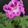 Pelargonium Orsett, pianta da esterno