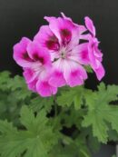 Pelargonium Orsett