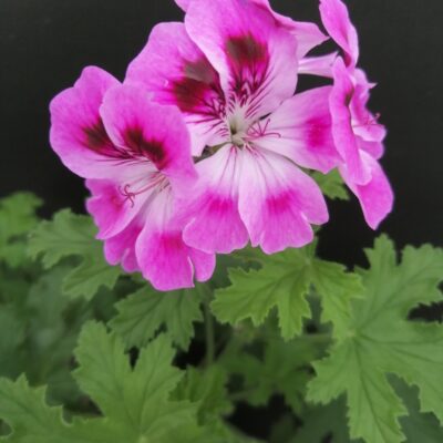 Pelargonium Orsett