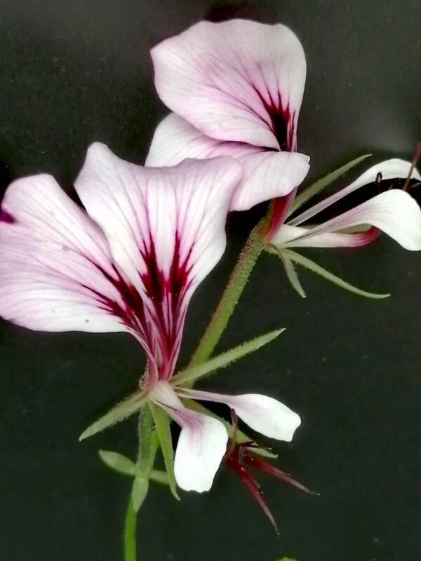 Pelargonium tetragonum, foto 2