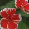 Pelargonium Mr. Wren, pianta da esterno