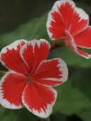 Pelargonium Mr. Wren