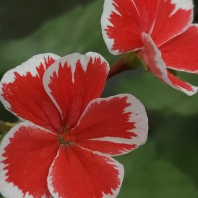 Pelargonium Mr. Wren