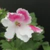 Pelargonium Don Raffaello, pianta da esterno