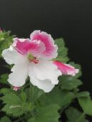Pelargonium Don Raffaello
