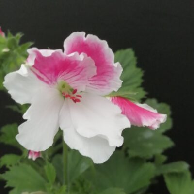 Pelargonium New Gipsy (Copia)