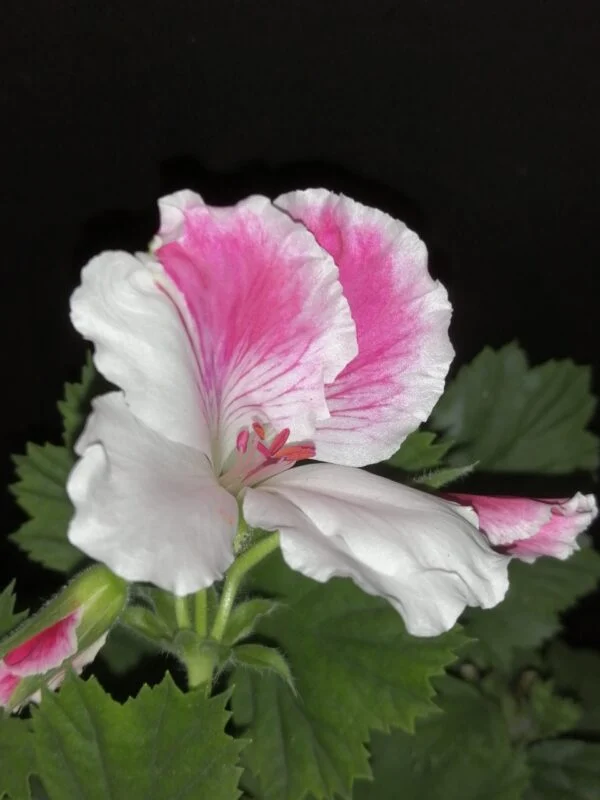 Pelargonium Don Raffaello, foto 2