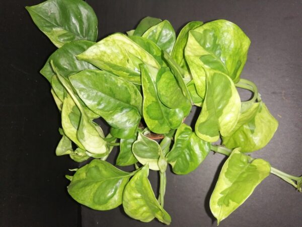 Epipremnum Lemon Joy